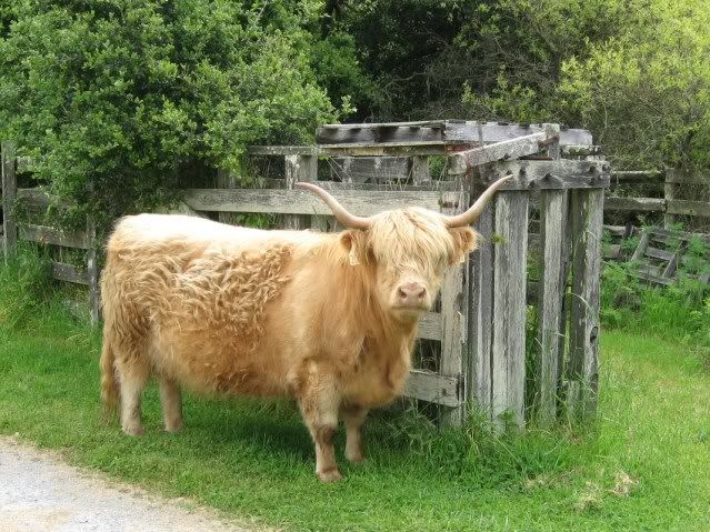 Scottidsh Highland cow