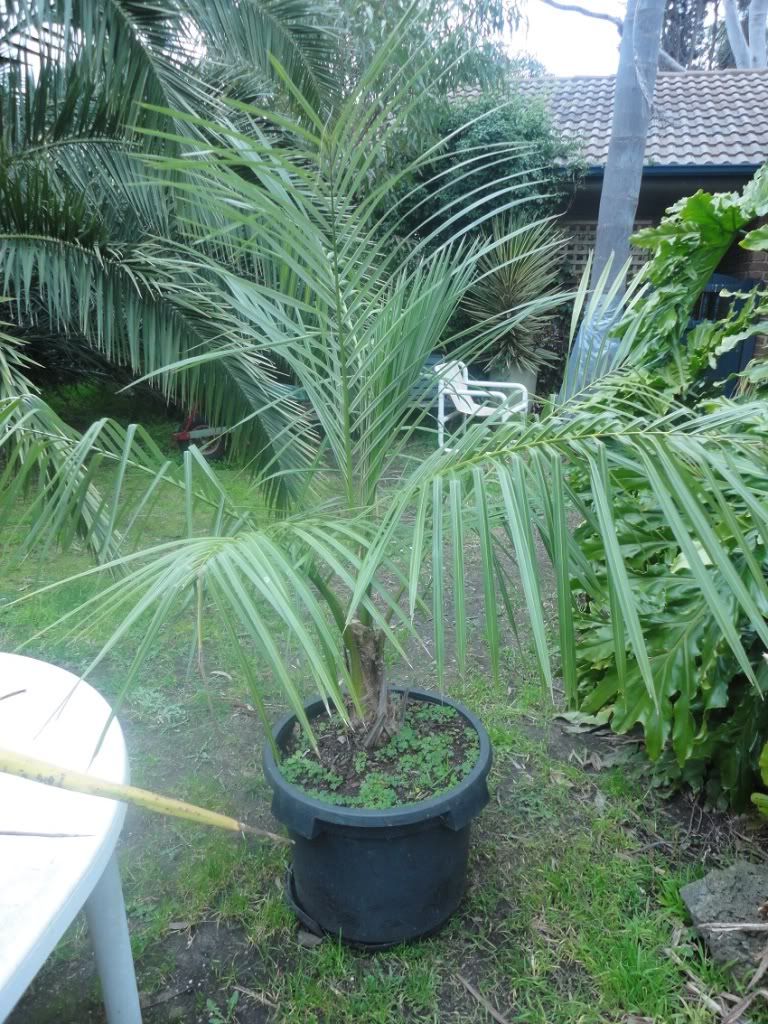 palmtalk home watch