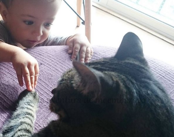  photo bebe-gato_zpsfd950hnv.jpg