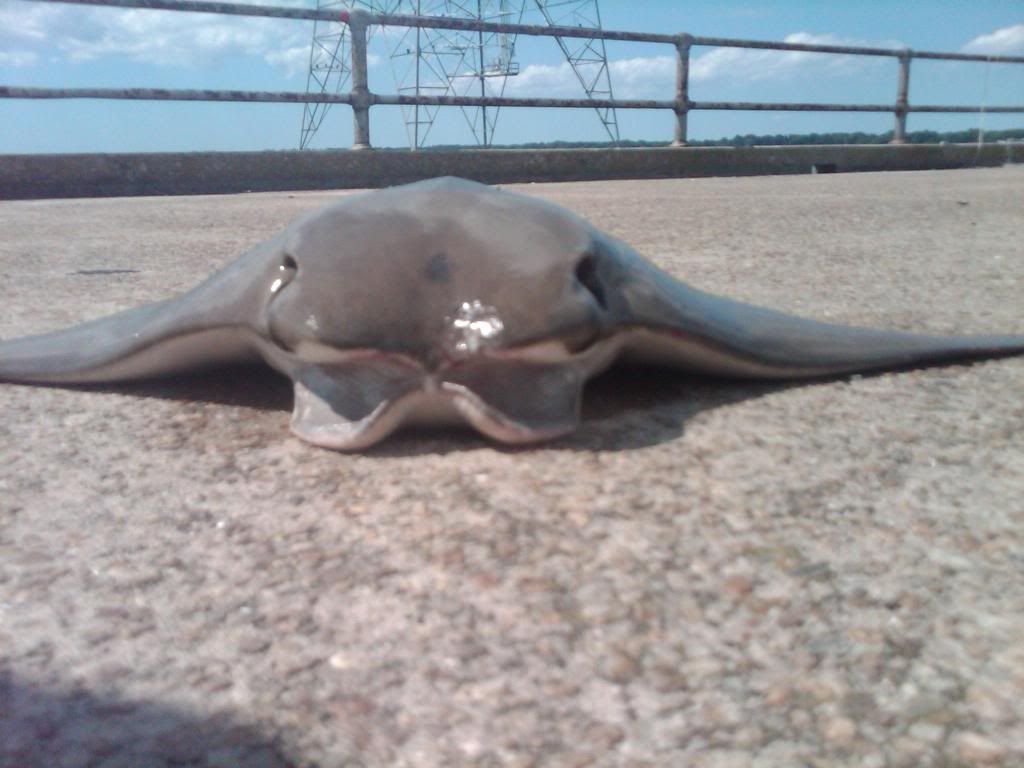 Pier Report James River Bridge