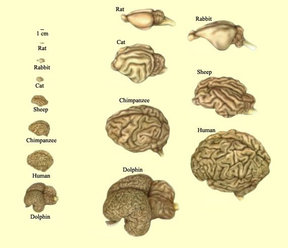 Brain Size Comparison