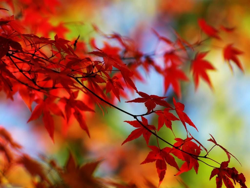 16 photo autumn-51242_zpse46c50fb.jpg