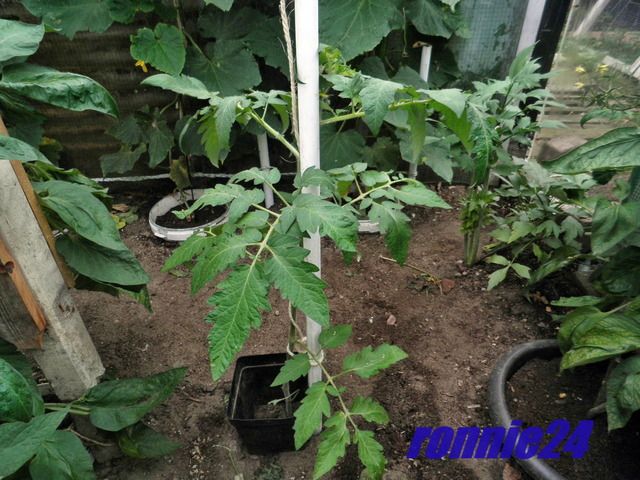 P7290001_zpsk513blcr.jpg