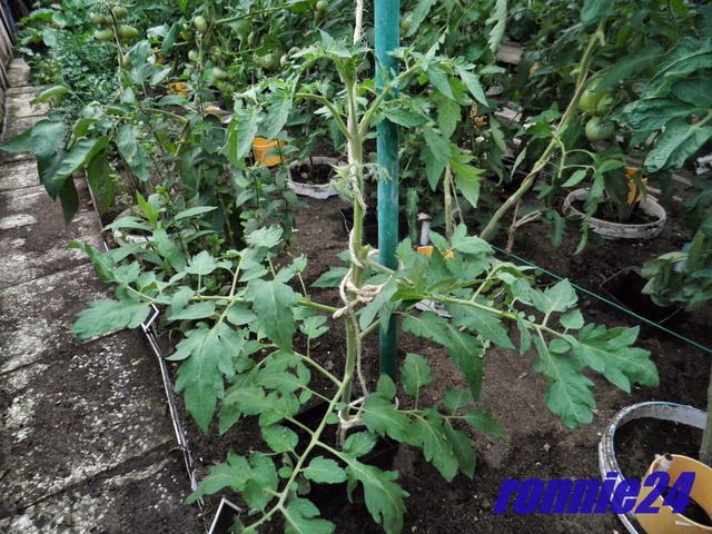 P7290003_zpsfizzbiwg.jpg